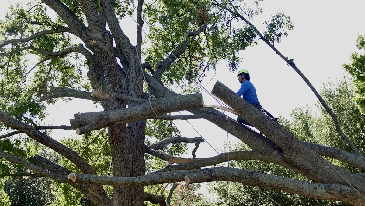 Professional Crown Thinning performed by certified arborists in Falkville