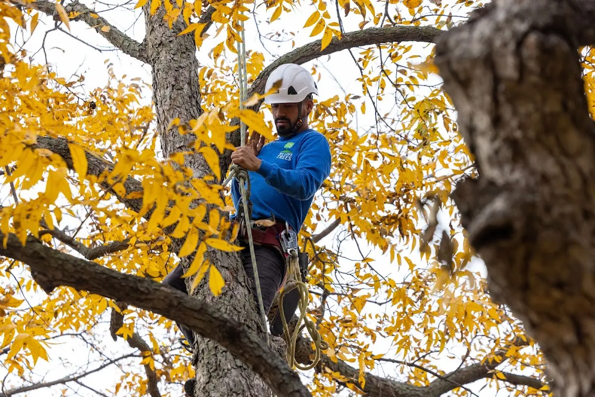 Skilled Tree Trimming crew working in Falkville